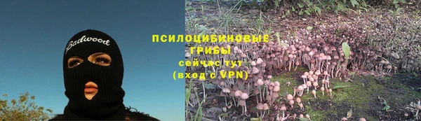 стаф Алзамай